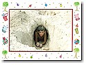 Blue Mug Designs Holiday Photo Cards - Warm Wishes