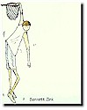 Basketball (PBP-31)