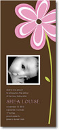 Stacy Claire Boyd Birth Announcement - Pink Daisy Delight (Digital Photo)