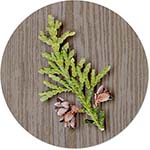 Envelope Seals by Carlson Craft (Nature Tree)