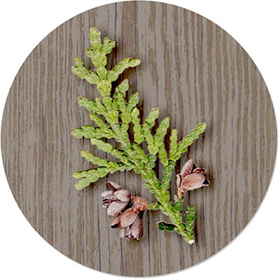 Envelope Seals by Carlson Craft (Nature Tree)