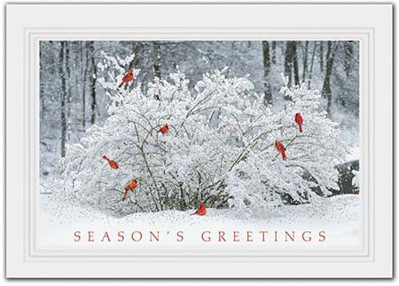 Holiday Greeting Cards by Birchcraft Studios - Winter Perch