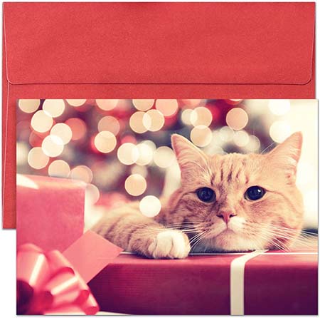 Pre-Printed Boxed Holiday Greeting Cards by Masterpiece Studios (Purr-fect Presents)