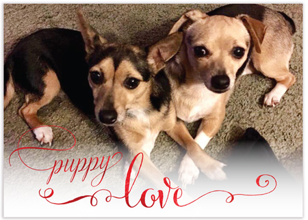 Modern Posh Pet Adoption Photo Announcements - Pupply Love