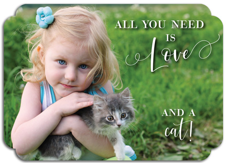 Modern Posh Valentine's Day Photo Cards - All You Need is Love and a Cat