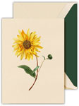 Boxed Thank You Notes by Crane (Modern Vintage Sunflower)